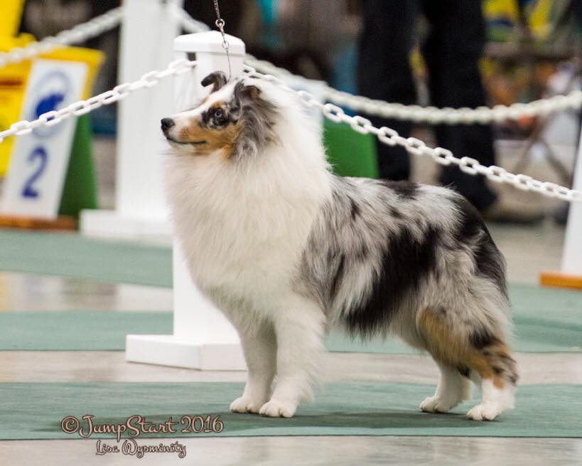 Linkridge shelties hot sale